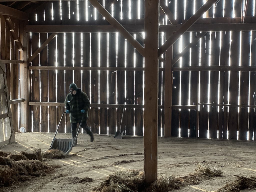 Barn cleanout in progress - crew removing old hay and debris
