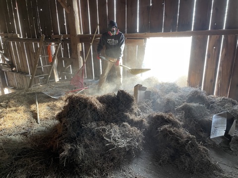 Worker shoveling debris during barn cleanout job